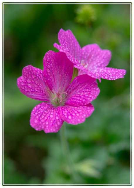 two #pink #wildflowers growing in @DunhamMasseyNT #NationalPark after a #spring #rainshower the vibrant #colour advertises its #nectar to the #insects and #wildlife in the #park. #wildflowerhour #ThePhotoHour see more from a #local #photographer at darrensmith.org.uk/livingthings2