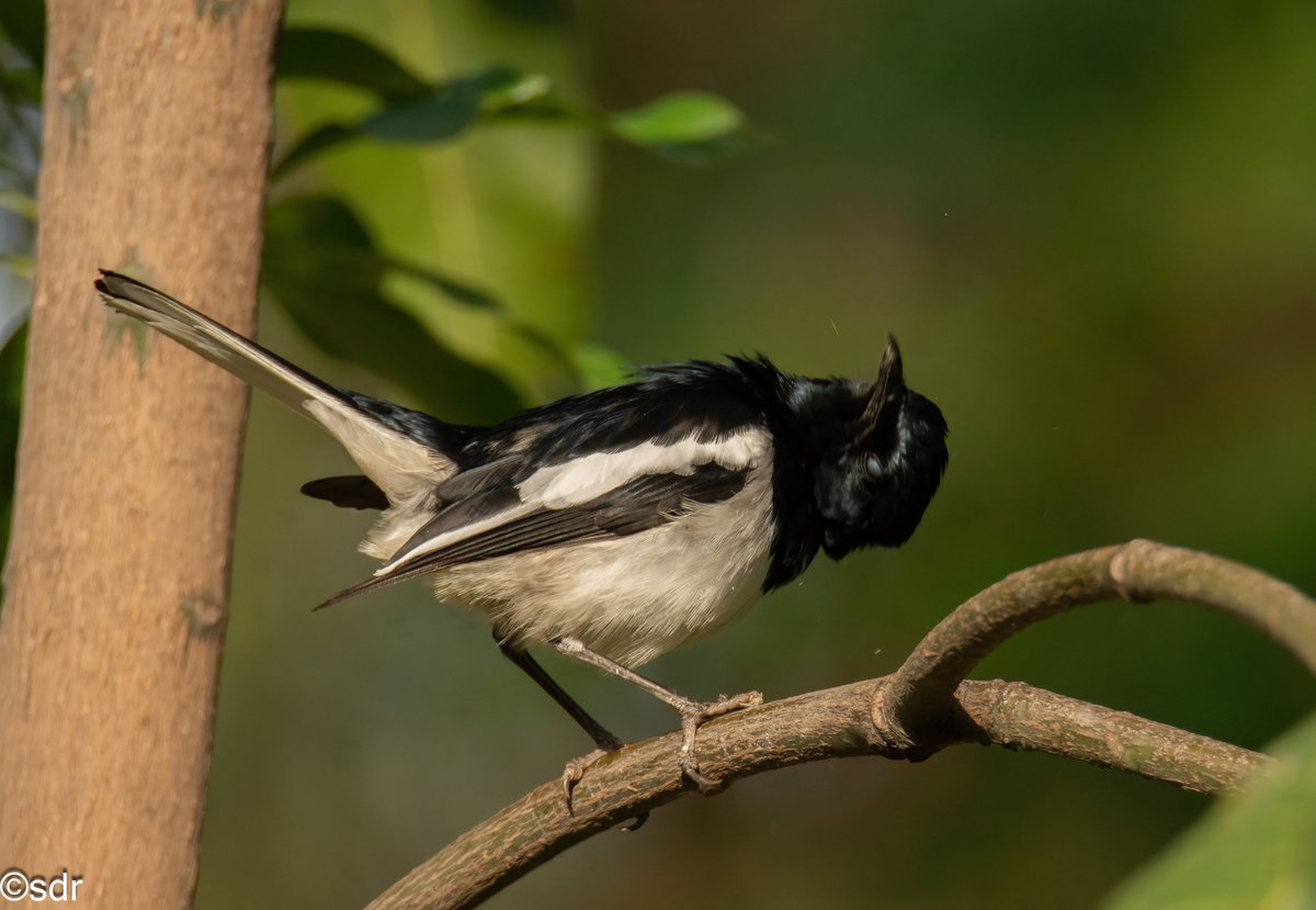 #Orientalmagpierobin Catch and gulp it down. @IndiAves @ragnyabhawani #BBCWildlifePOTD #BirdsSeenIn2024 @bbcwildlifemag