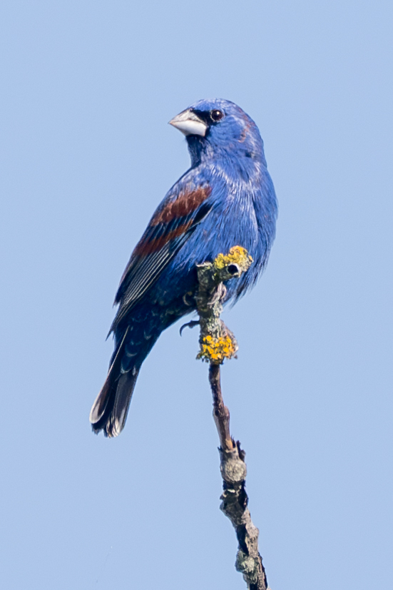 @phylogenomics Blue grosbeak with lichens. Emmet, AR.