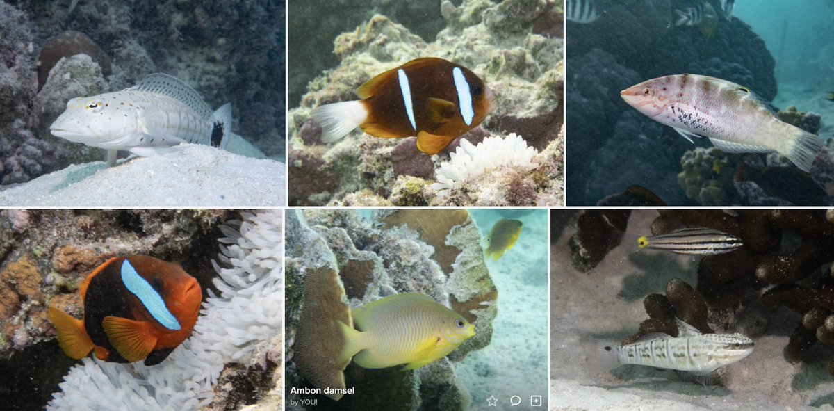 Some more of our surveyed fish on the southern GBR, including two species of anemonefish #marineexplorer @ReefLifeSurvey @Sydney_Science @OneTreeIslandRS
