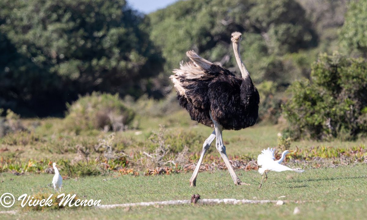 A peaceful scene can become a war zone in moments, if ostrich males are near each other and a female. At De hoop Reserve #SouthAfrica there looks like an artificial concentration of these mega birds and fight flare up often! @IndiAves