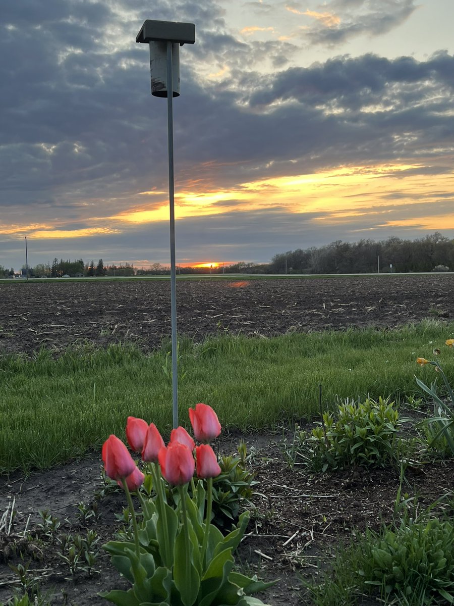 Calming spring sunset