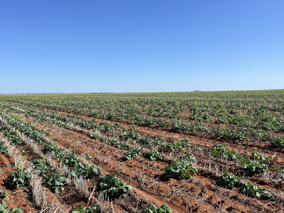 Dylan Hirsch tweet media