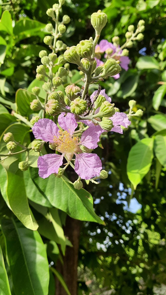 Kanak__Mtc's tweet photo. Trees of Meerut; Summer edition;  part 2 
Pride of India 
Balam kheera 
Pongamia 
Golden shower tree 
@moefcc @bsi_moefcc @IcfreIndia @MeerutForest @rameshpandeyifs @kramesh95 @seasonwatch_in @AU_MeerutNews @NamamiGangeMrt https://t.co/0Z52oQbjgj