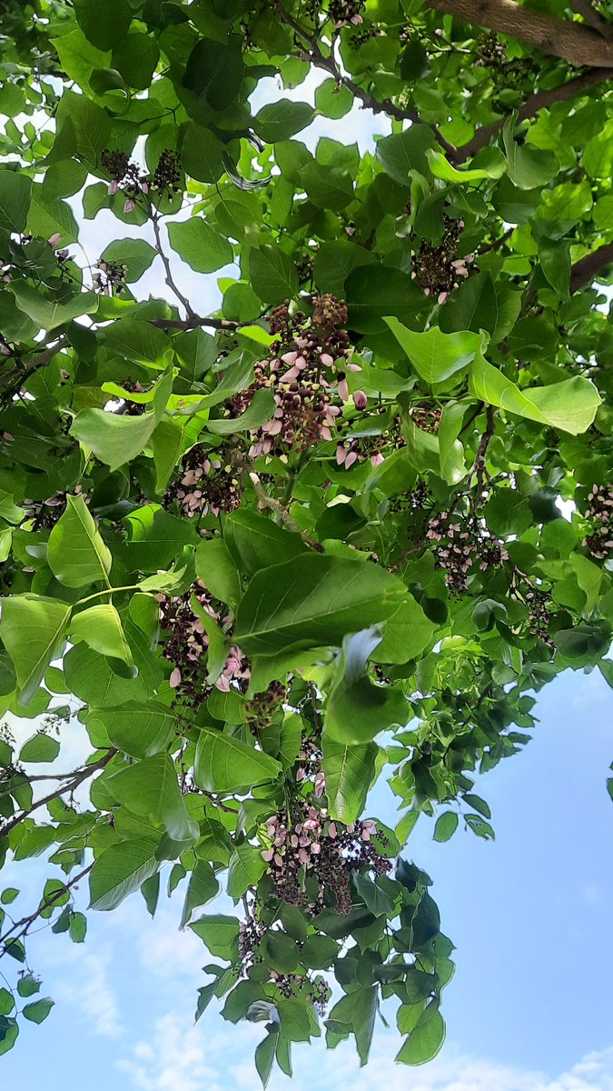 Kanak__Mtc's tweet photo. Trees of Meerut; Summer edition;  part 2 
Pride of India 
Balam kheera 
Pongamia 
Golden shower tree 
@moefcc @bsi_moefcc @IcfreIndia @MeerutForest @rameshpandeyifs @kramesh95 @seasonwatch_in @AU_MeerutNews @NamamiGangeMrt https://t.co/0Z52oQbjgj