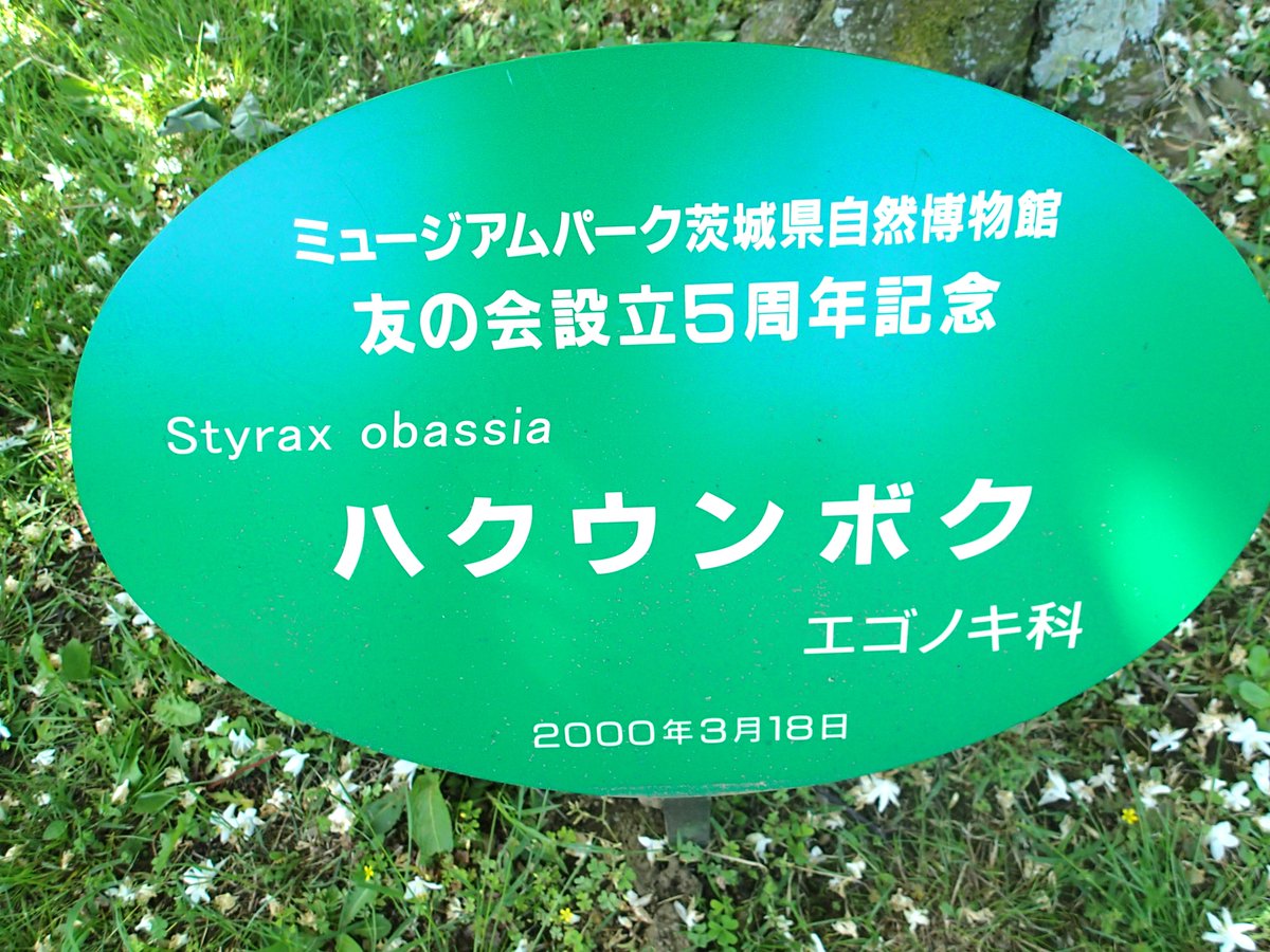 野外で白い花が咲いている大木を発見！まとまって咲く花がまるで雲のよう。名前はハクウンボク（白雲木）何と友の会５周年の時の記念樹でした！！立派に育っています！(*^_^*)＃茨城県自然博物館