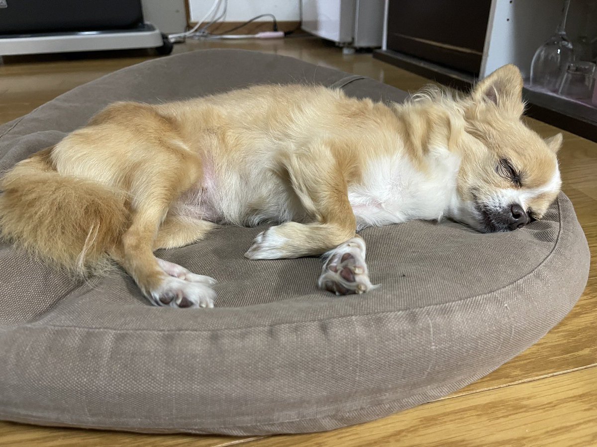 犬を探しています。 2024年5月4日　22:30過ぎ、高知県室戸市で迷子になりました。 見かけた方や、保護して頂いた方はご連絡お願い致します。 #迷い犬 #拡散希望