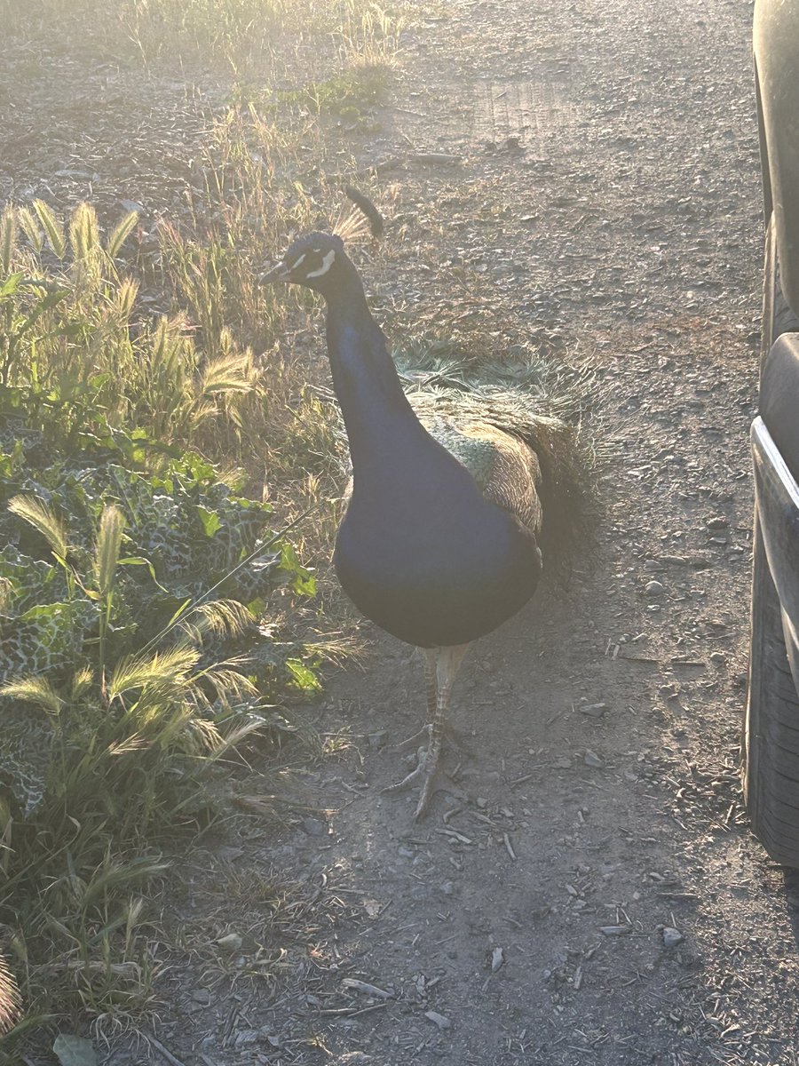 stuartkirsch's tweet image. May the wonders of Shabbat bring us each closer to peace and to wholeness. Let us build our broken world from love. #ShabbatShalom