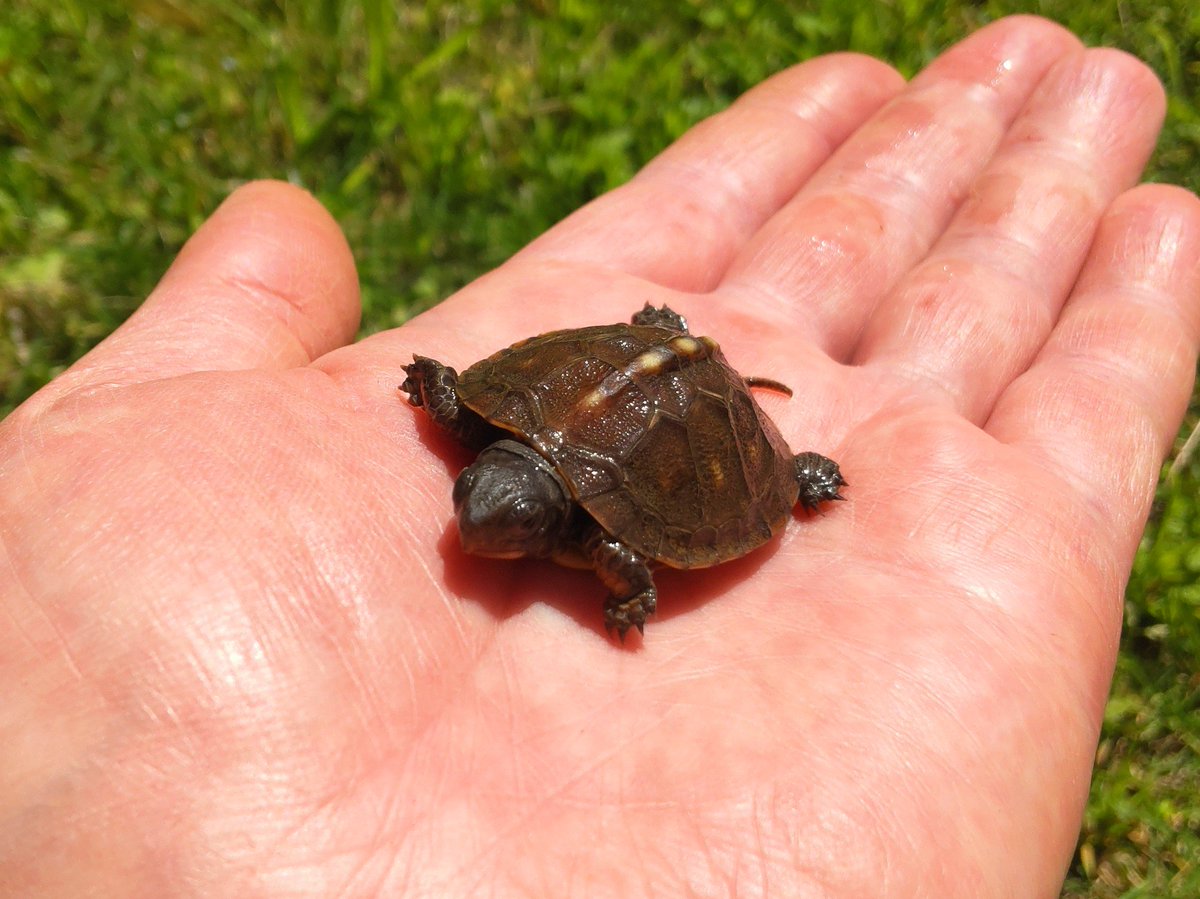 屋外飼育場で自然孵化したトウブハコガメを見つけました。