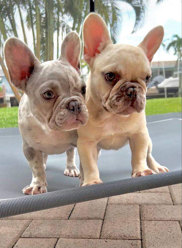 Love it? 🥰🥰🥰
:
 #frenchbulldogs  #frenchieoftheday