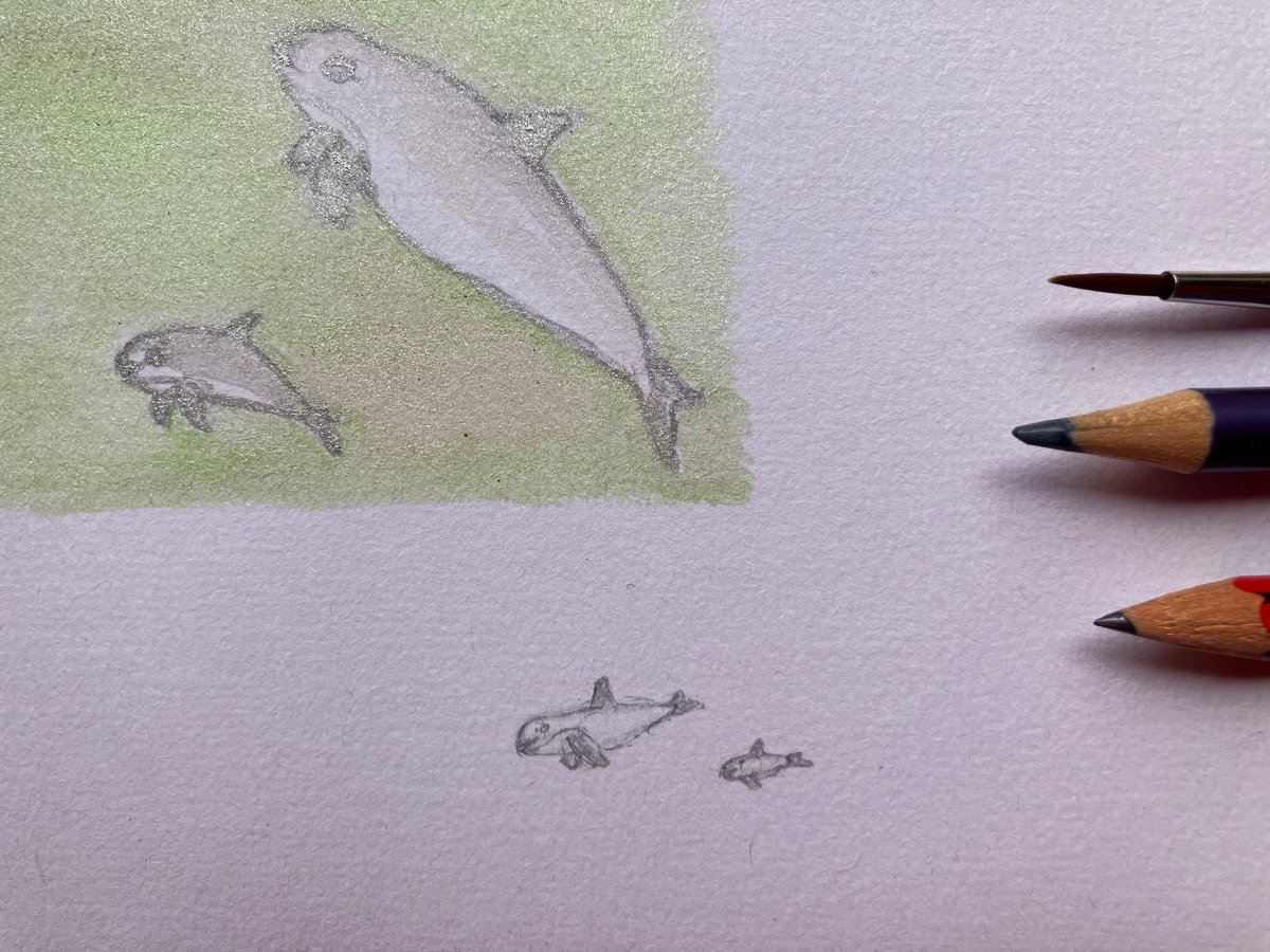 Today’s challenge for myself to draw “Tiny and Shiny”!

Vaquita are small but not this small! At 4 foot long they are the smallest cetacean in the world.

They only live in one spot, the Upper Gulf of California, Mexico 🇲🇽