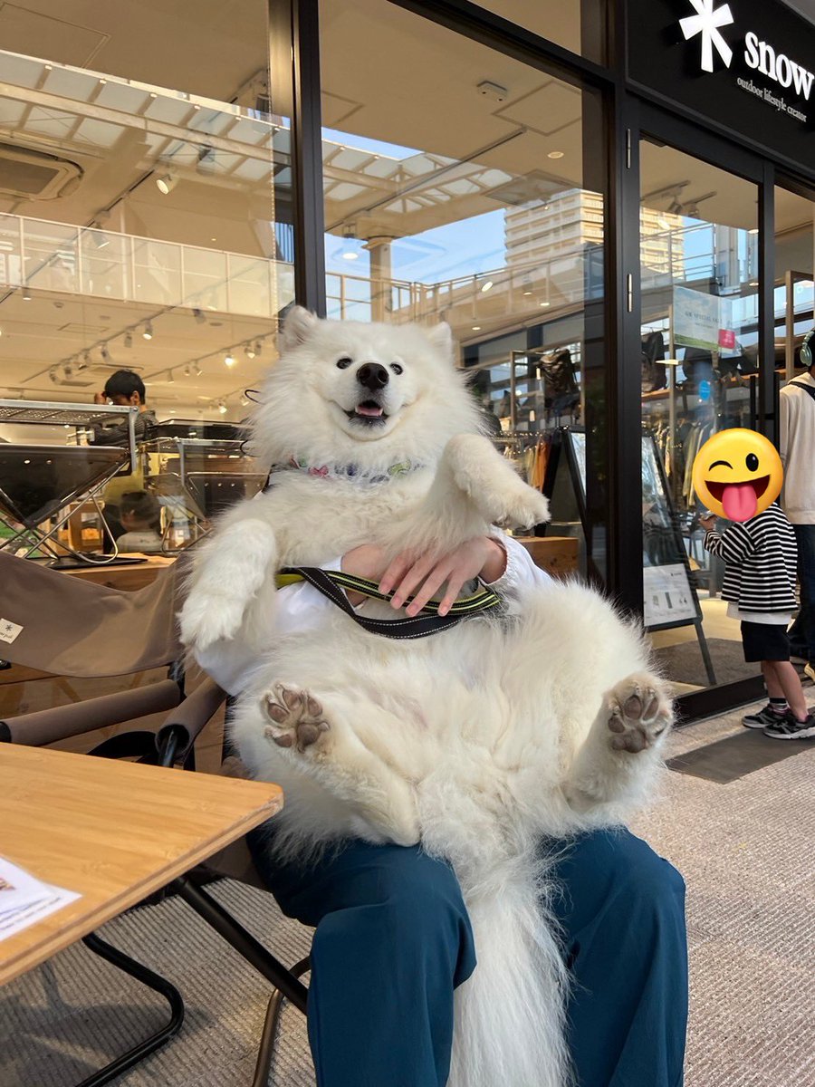 カフェ活がブームの🐻‍❄️ #サモエド #samoyed #犬のいる暮らし #犬のいる幸せ #もふもふ