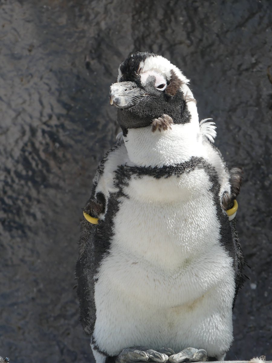 ちょっとボサボサ。 #安心してください元気です #換羽始まってきた #新しい羽毛に生え変わり中 #ケープペンギン #オンラインで動物観察