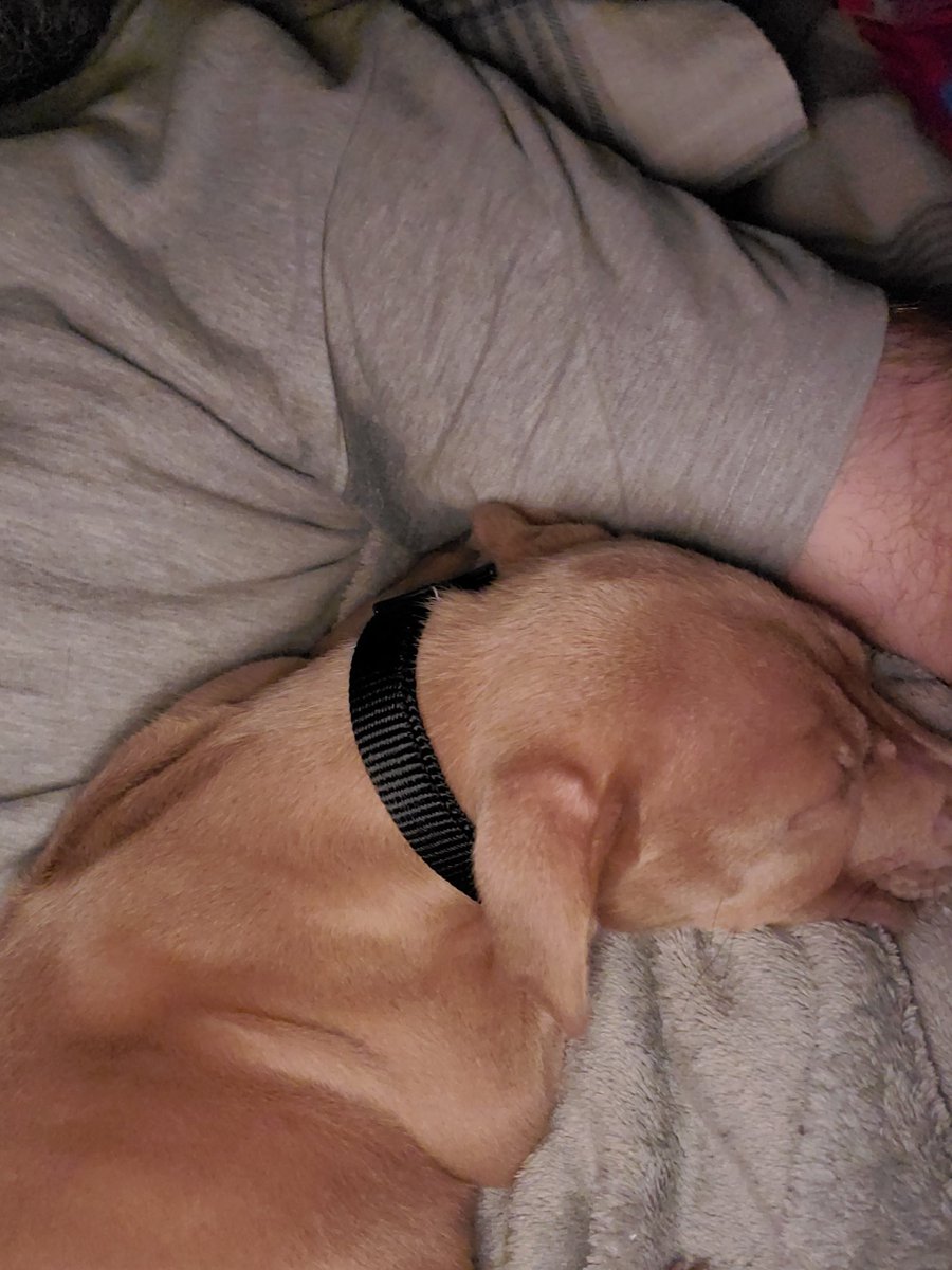 Jackmeoff188's tweet photo. Blue could definitely do with a beautiful bed. @OpTic @CordaRoys @scump @BreakdownPod https://t.co/joaFpz77uB