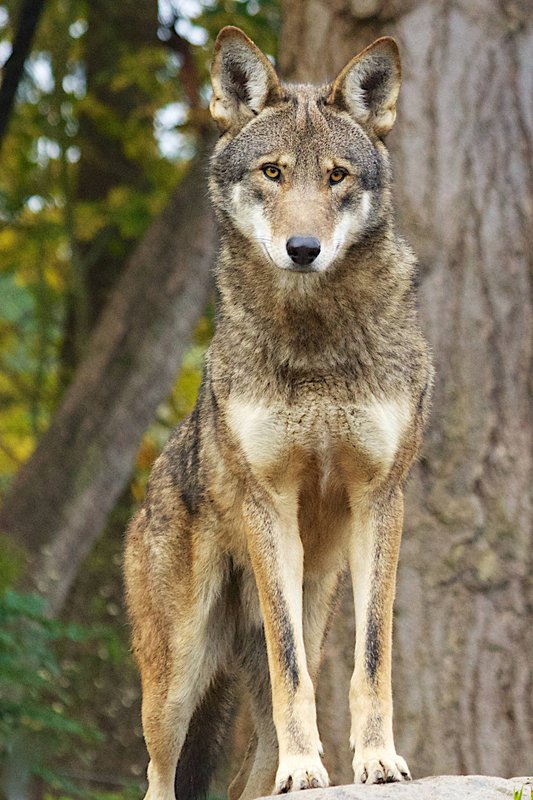 i would do literally anything for the government to give a singular shit about red wolf conservation I AM BEGGING, BEGGING