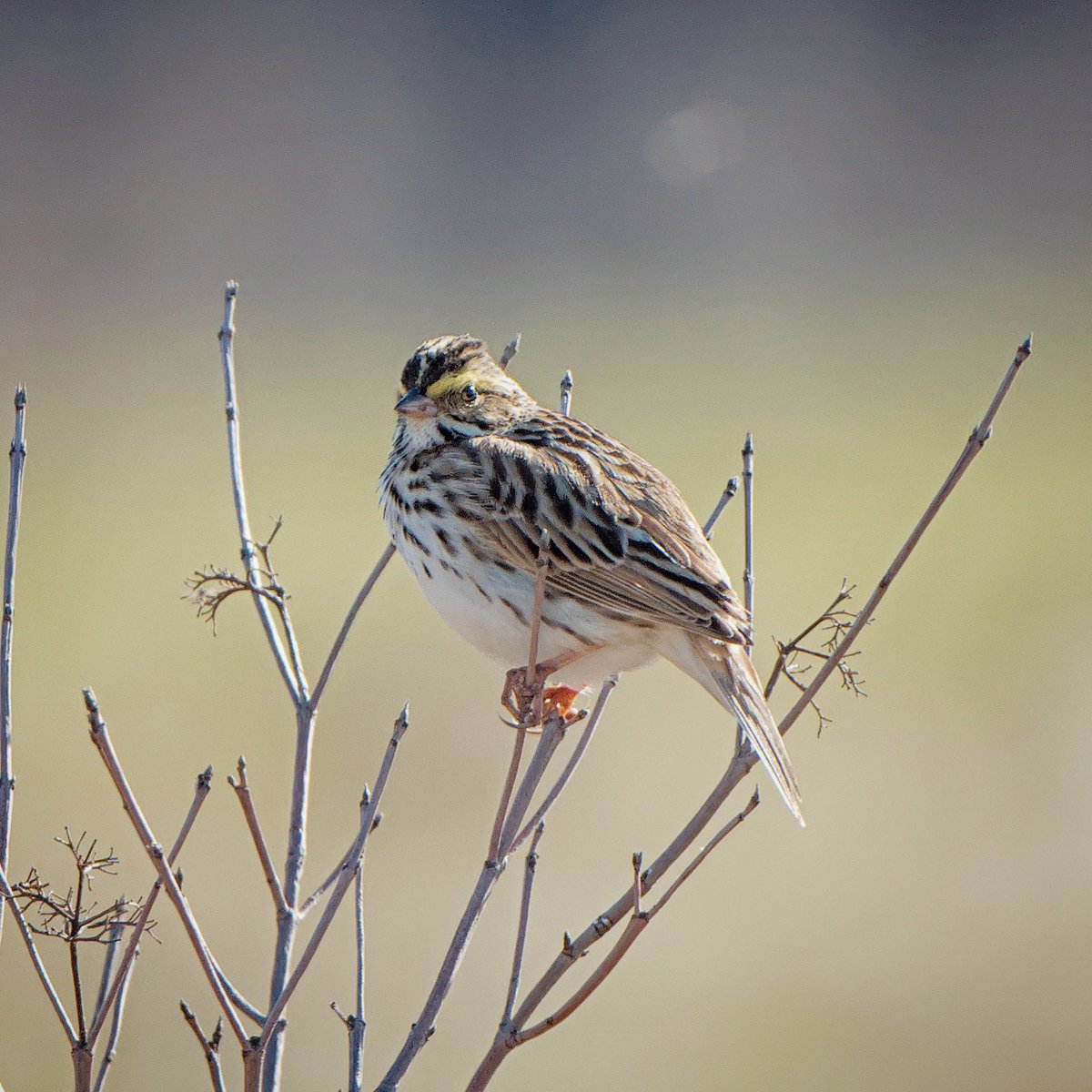 #sparrow #birds #birdphotography #nature #birdwatching #wildlife #longlens #NaturePhotograhpy