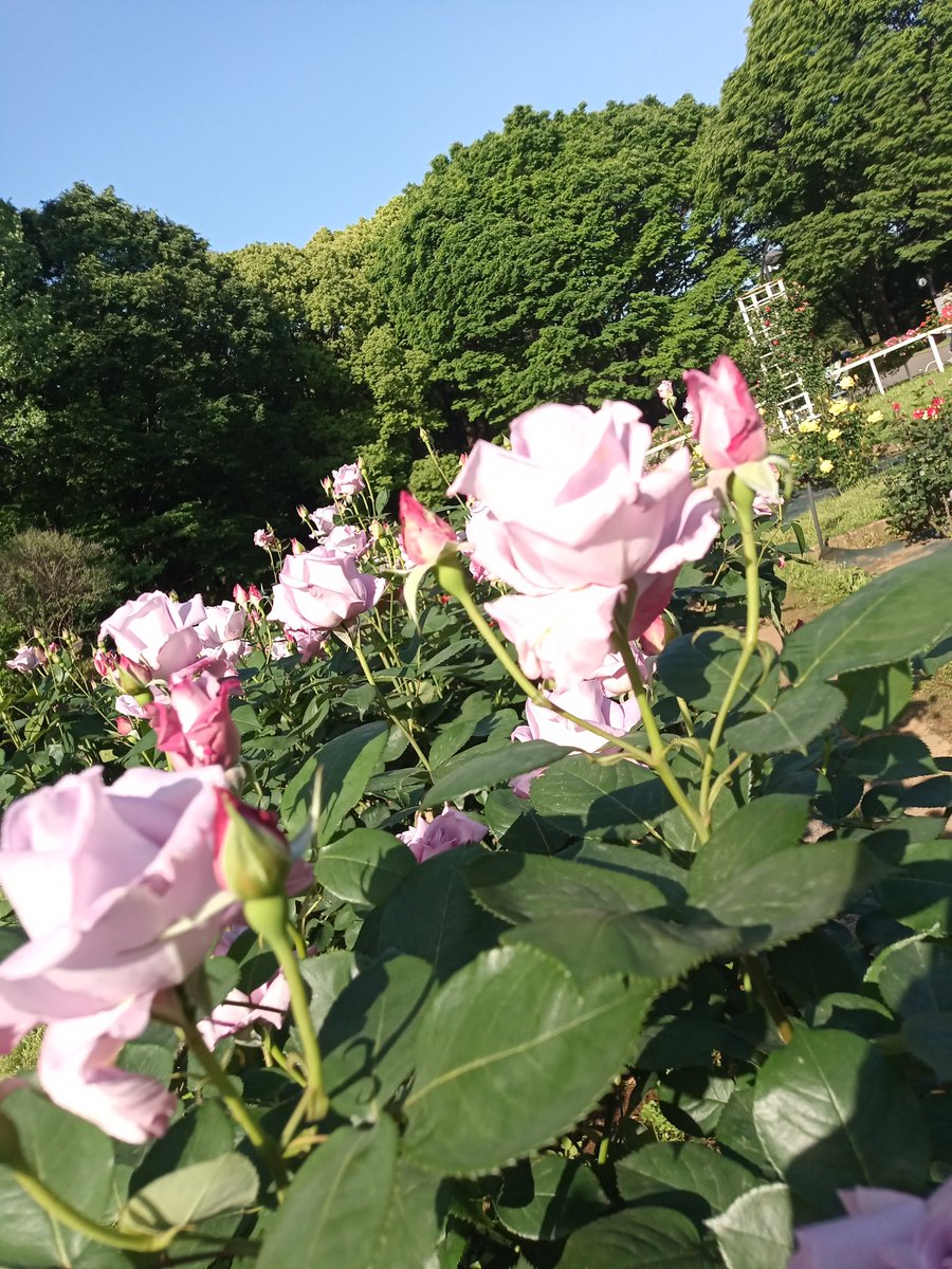 komo2525's tweet photo. こんこん♪
気持ちの良いＧＷ♪
お散歩〜^^♪
#代々木公園 https://t.co/R1ZiODf1Rx