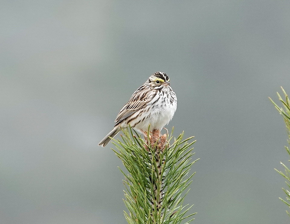 WildAdks's tweet image. Foggy morning at Heaven Hill. Song Sparrow and Savannah Sparrow, Heaven Hill, Essex County, NY (3 May 2024). wildadirondacks.org/heaven-hill-tr…

#songsparrow #savannahsparrow #grasslandbirds #adirondackgrasslandbirds #adirondackbirds #heavenhilltrails #springwatchadirondacks