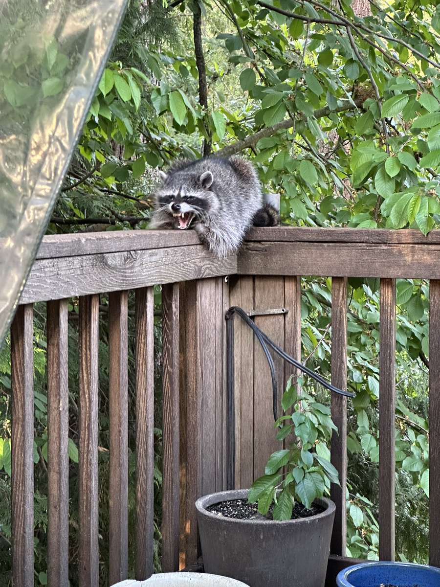 smoknbunny's tweet photo. Raccoon yawn https://t.co/kNvdHZ2oOU