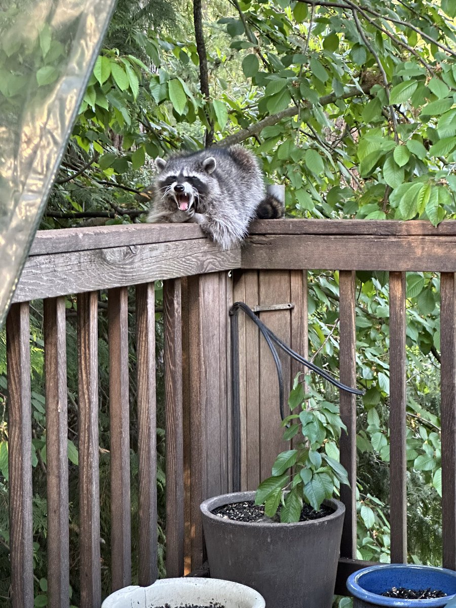 smoknbunny's tweet photo. Raccoon yawn https://t.co/kNvdHZ2oOU