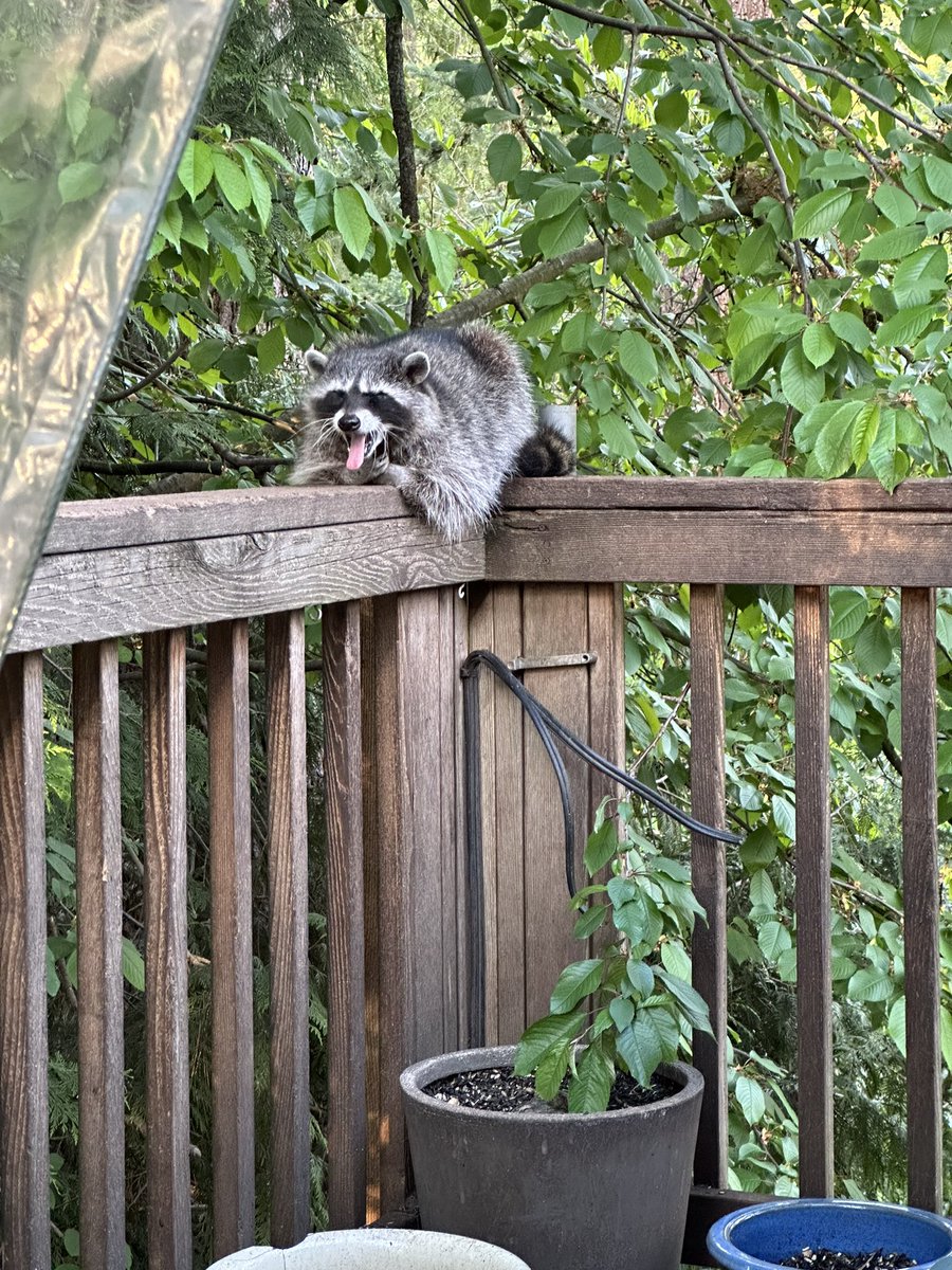 smoknbunny's tweet photo. Raccoon yawn https://t.co/kNvdHZ2oOU