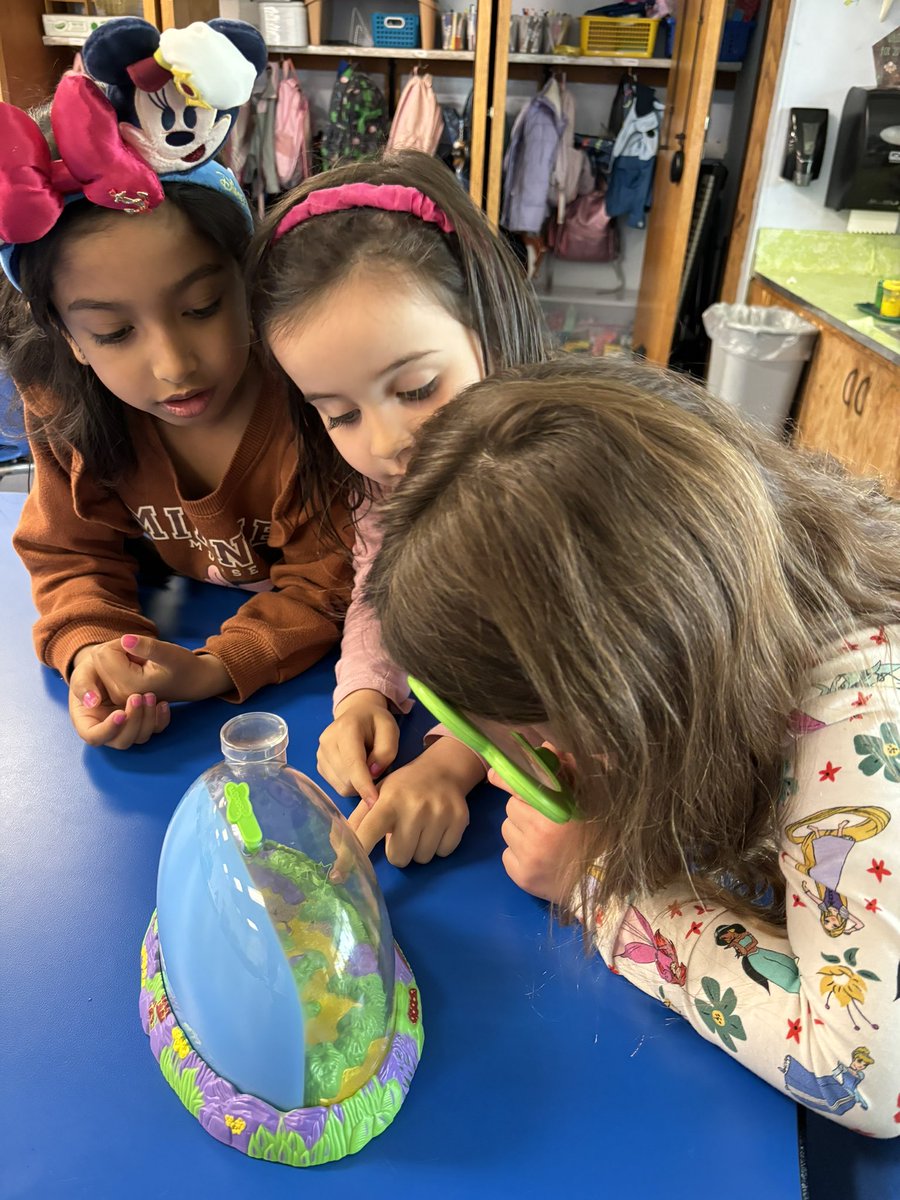 Students observe the larva in Ladybug Land, the habitat where we will soon witness a magical transformation! @SearingtownK5
