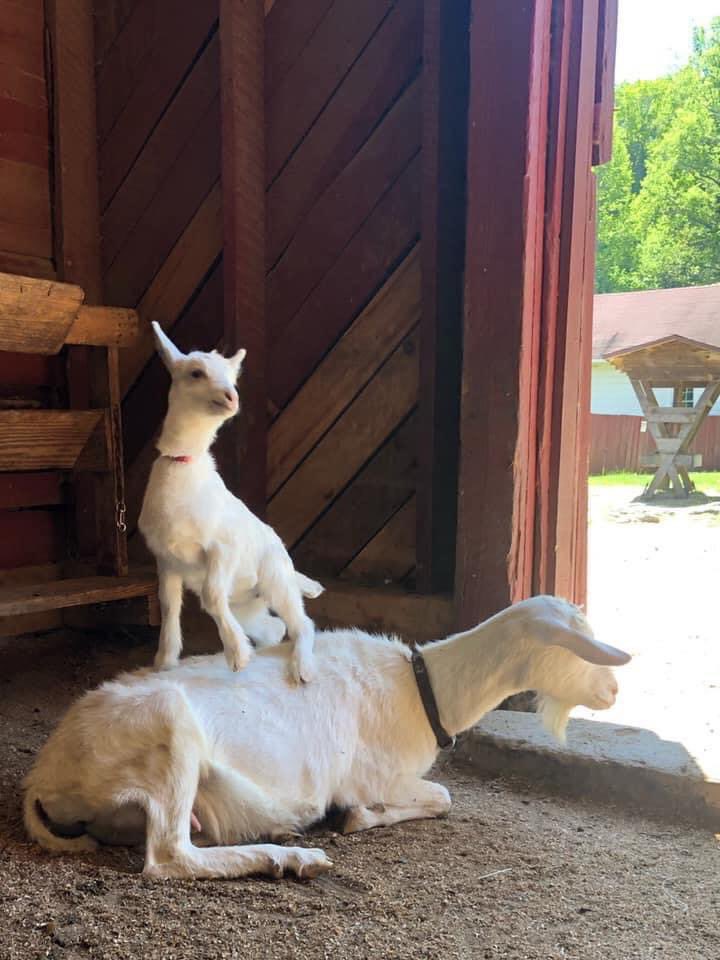 NatlParkService's tweet photo. I’m on a goat.
Everybody look at me⁣
'Cause I'm standing on a goat...⁣

📸@CarlSandburgNPS https://t.co/Zqsc5To4mR