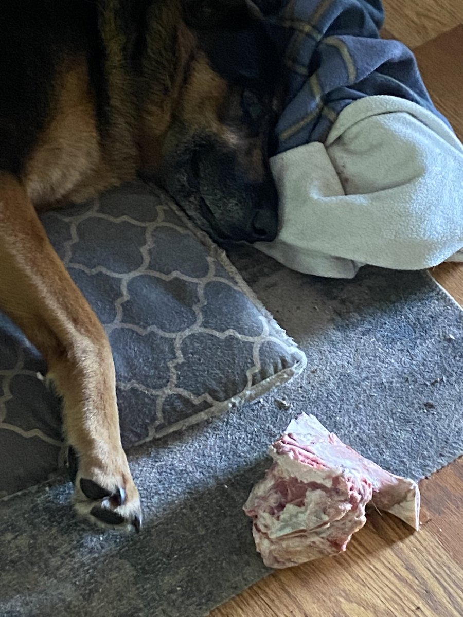 GSD vs Dog Bone! When visiting your butcher, don’t forget to ask for dog bones. They typically just give you a bag full. This bone was 2 x’s the size 2 hours ago. She did battle with it, now needs a nap. Will boil for the marrow for her. I ❤️my dog.