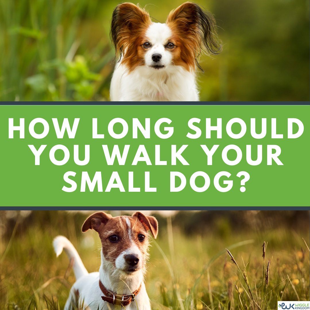 Are you walking your tiny pup the right amount? 🤔🐕‍🦺

Nearly 40% of dog owners admit they don't walk their dogs regularly, despite knowing the health benefits.

Small dogs need 15-30 minutes of walking twice a day to stay happy and healthy!

#PetHealth #Dogs #DogLovers #ToyBreeds