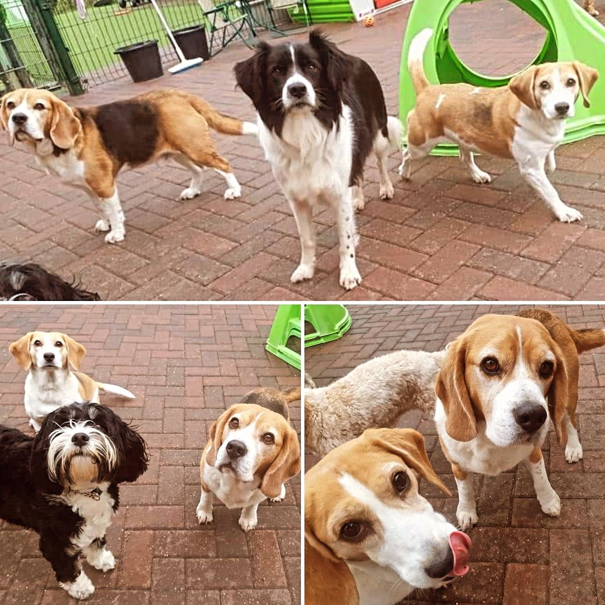 Step 1 of going on holiday: send Rio and Pablo to Puppy Camp.

They love this place - and we love seeing their pics every day, knowing they're safe, looked after, and having fun with other dogs.