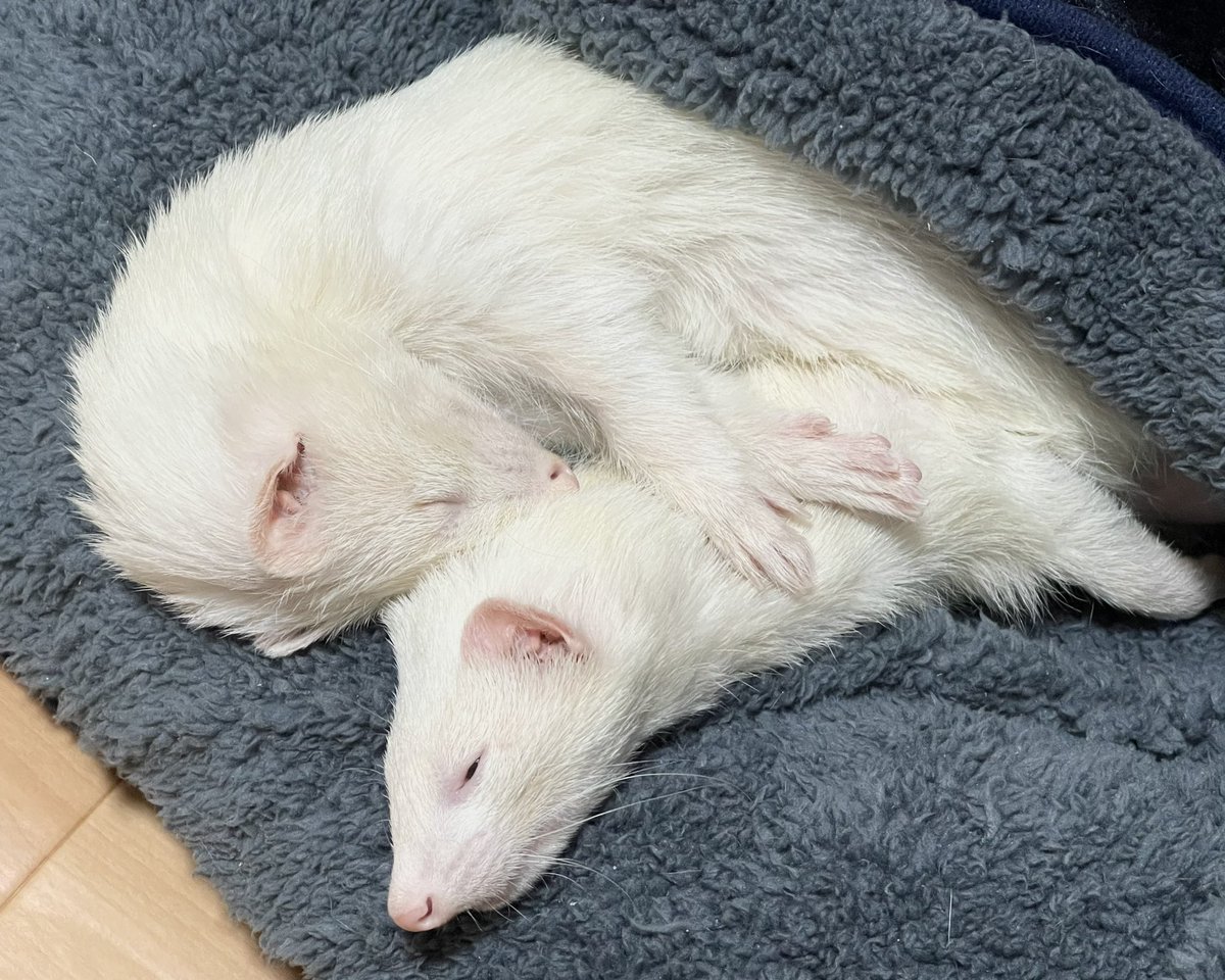 一緒に眠る兄弟( *´꒳`*)(*´꒳`* ) #フェレット #ferret #思い出の過去写真