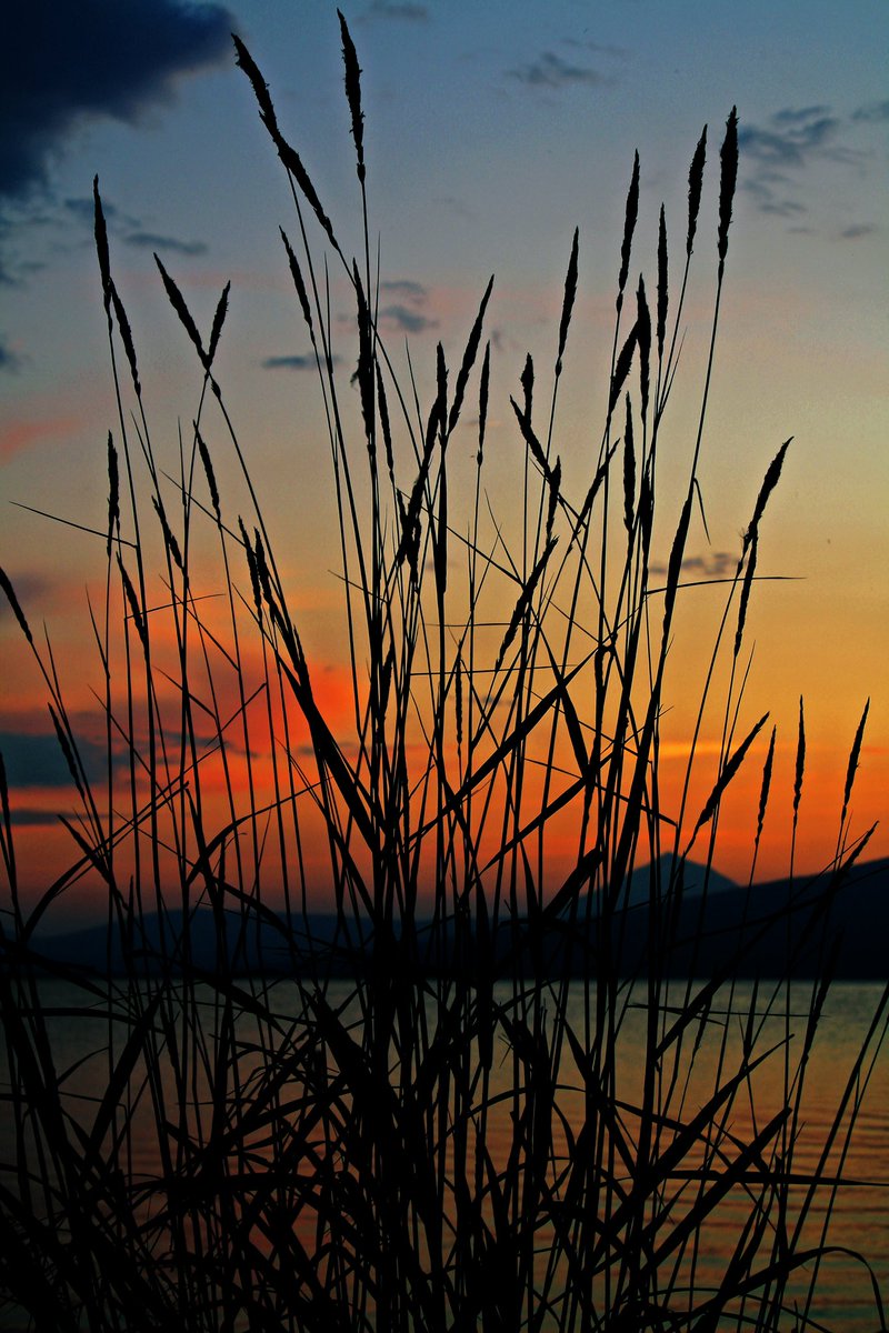 cattails evening fire #3wordspoet #cattail #poetry #WritingCommunity #poetrytwitter