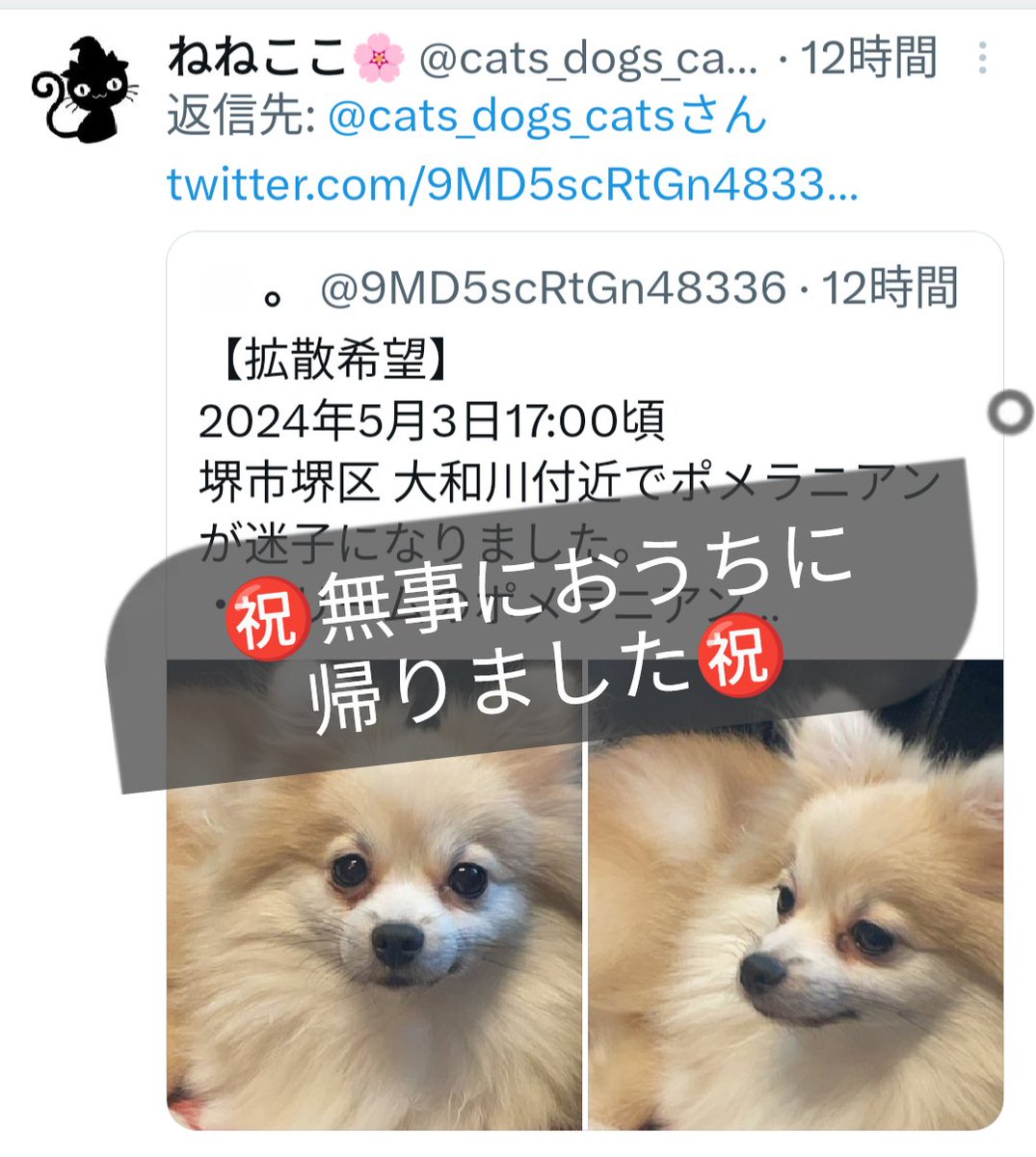 ㊗️無事におうちに帰りました㊗️ #迷い犬 #迷子犬 #大阪府 #堺市 #ポメラニアン