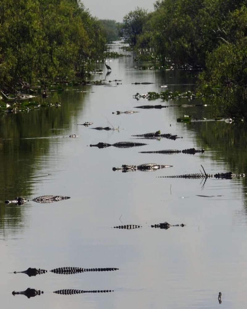 Florida Everglades 😳🐊