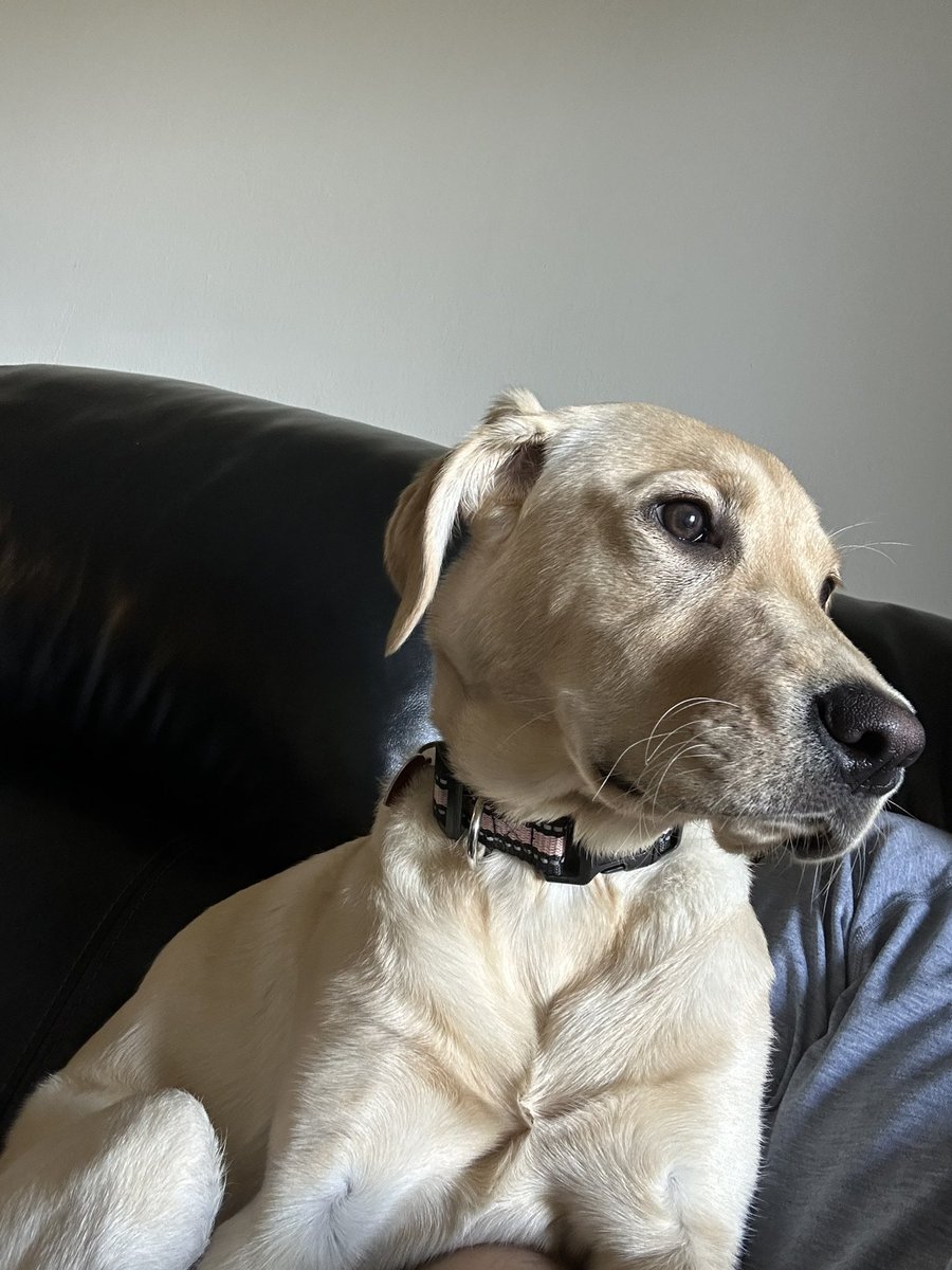 FloppShot's tweet photo. @BreakdownPod @CordaRoys @OpTic @OpTic @CordaRoys Maya loves the watch parties https://t.co/Z2JHKAgLR1