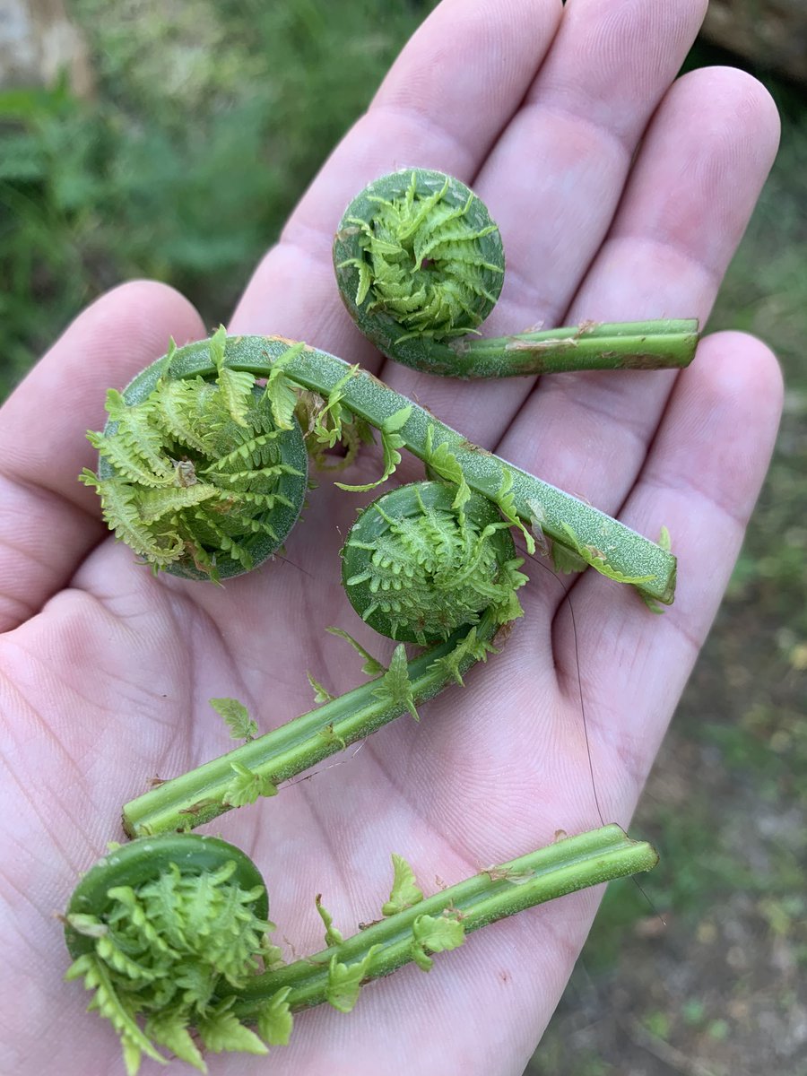 Taking a little walk to recenter myself this evening. Found a stand of fiddleheads by the creek.