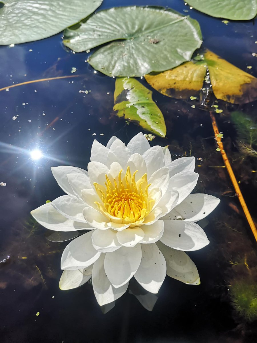 Fragrant water-lily. 💚
Photo by Cody James Iverson.
#waterlily #flowerphotography #FlowersOnFriday #flower #flowers #nature #NaturePhotography #NatureLover #NatureBeauty #WeAreNature #photooftheday #photographer #photographers #PhotoMode