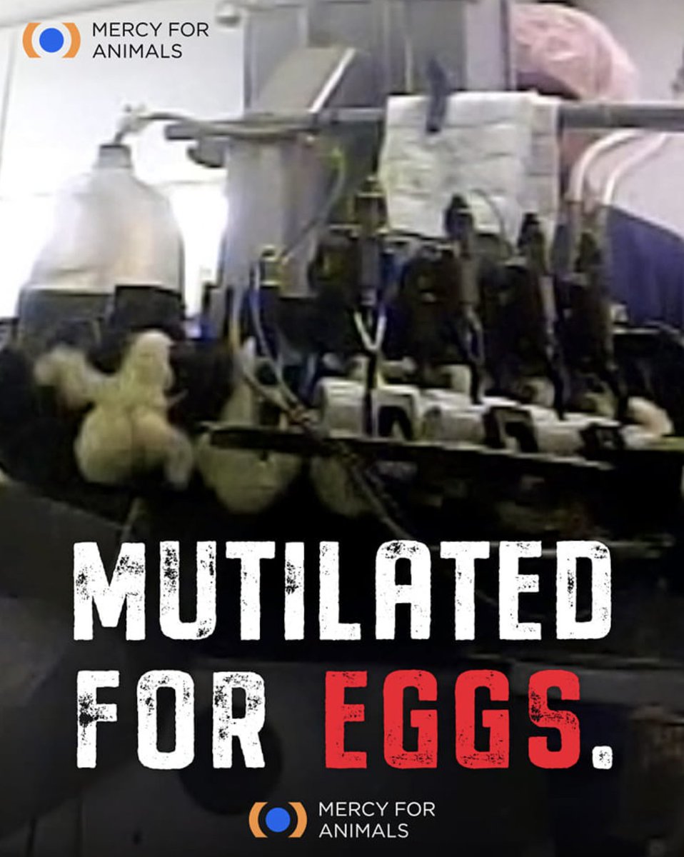 In the egg industry, animals are forced to endure painful mutilations. In a procedure called 'debeaking' farmers cut or sear off the ends of chicks' sensitive beaks with a hot blade. This is done without any pain relief. Please, leave eggs off your plate.