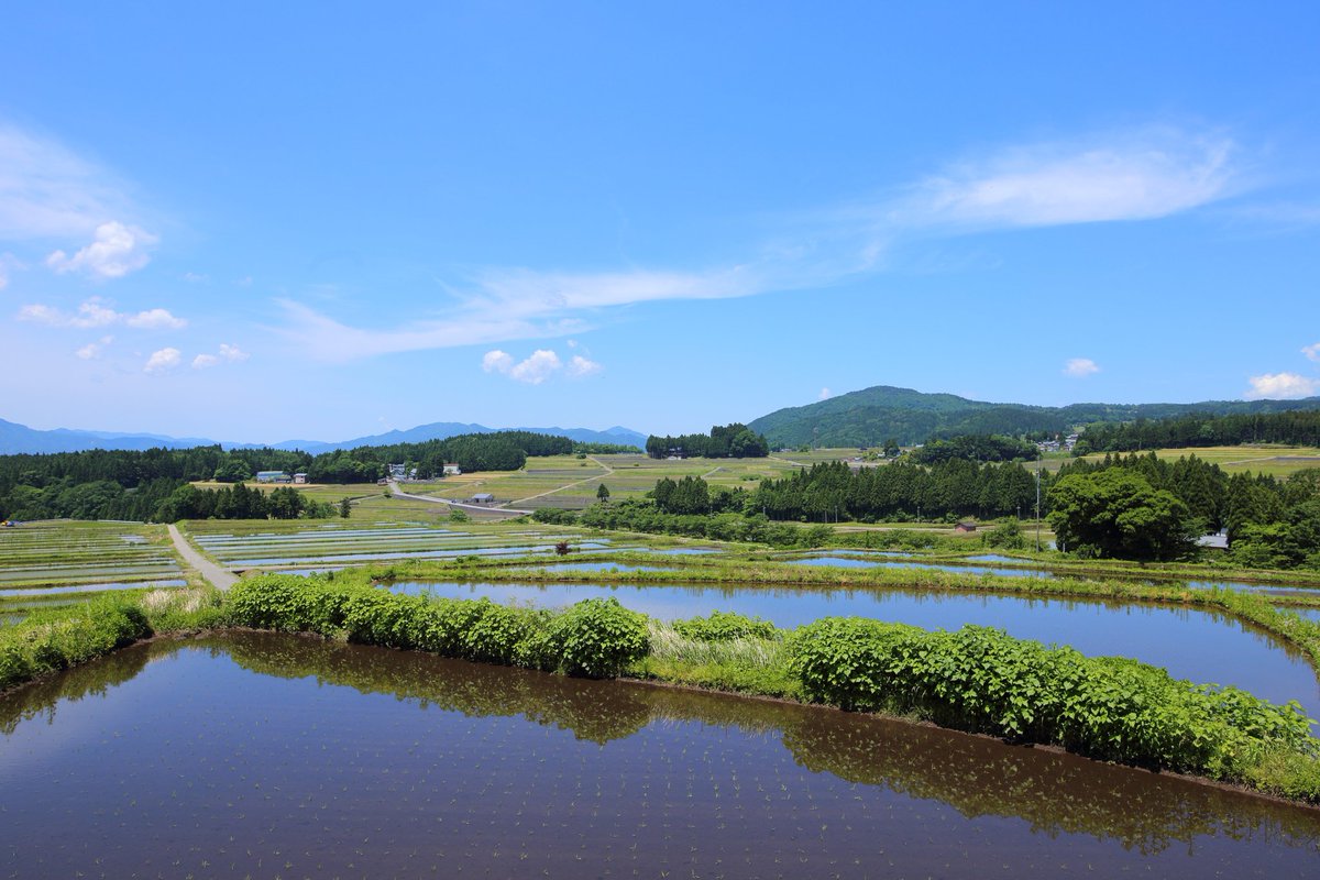 大野市内は清々しい青空が広がっており、田んぼでは田植え機が所狭しと走り回っています。

新緑の田舎の風景を楽しめるので郊外をドライブするのもおすすめです。

このような日、村部では「絶好の田植え日和やの〜」という言葉が「おはよう」のあいさつと共に飛び交うのは大野市あるあるです。