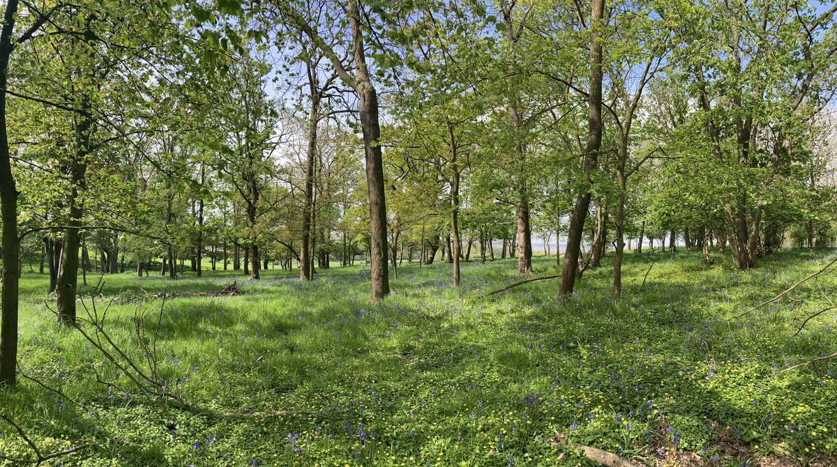 These beautiful bluebell woods in Altofts were the focus of a site visit for a new project where I’m mentoring and supporting the very talented artist Claire Walker as she create new work celebrating the local area. Funded by @MyWakefield #culturegrantWfd @OurYear2024