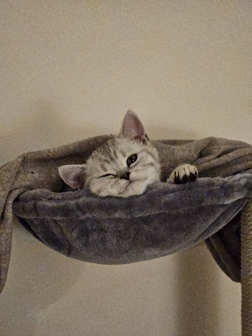 I am in love https://t.co/NS5nj9fjgg