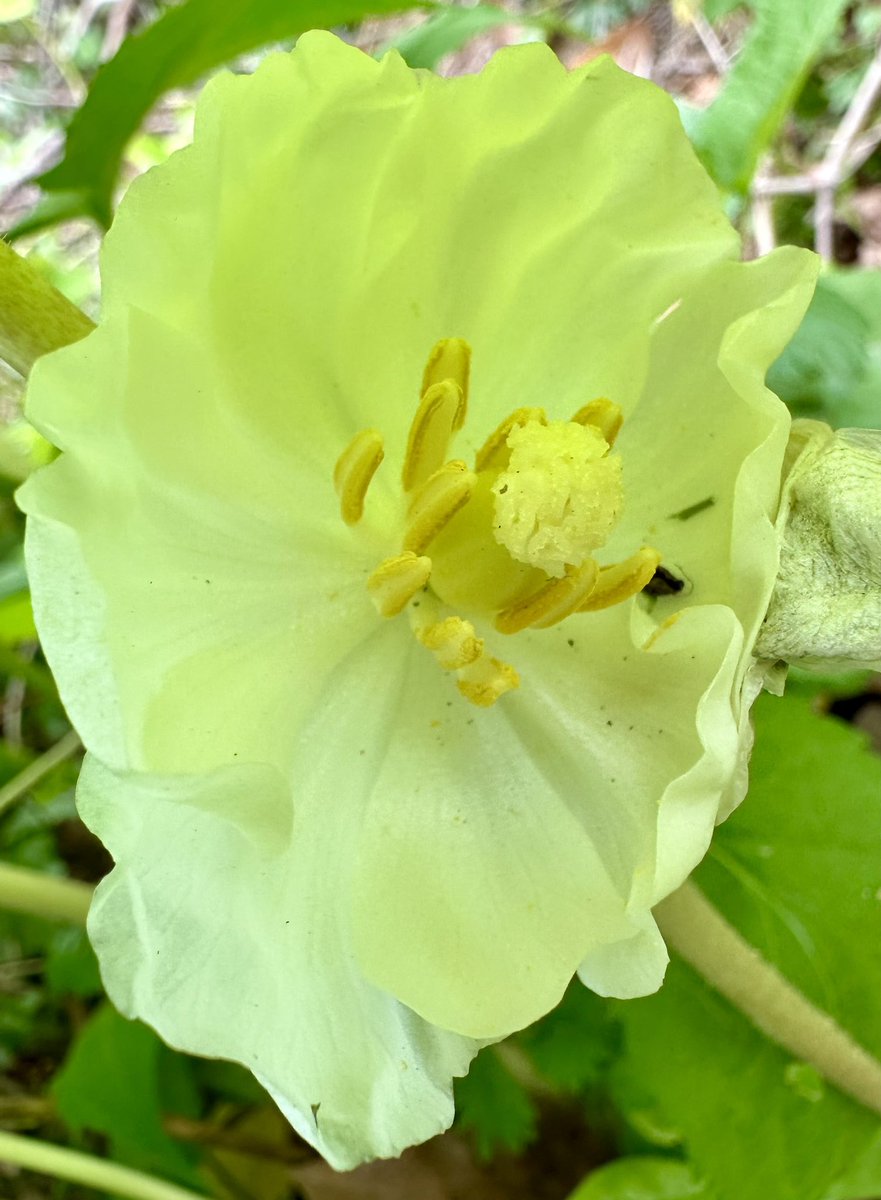 Deshawn68882369's tweet photo. Mayapple @sjgiardini @ThePhotoHour @cameralab21 #mayapple #Springflowers  #flowers #FlowersOnFriday https://t.co/oS8hXc1yZv