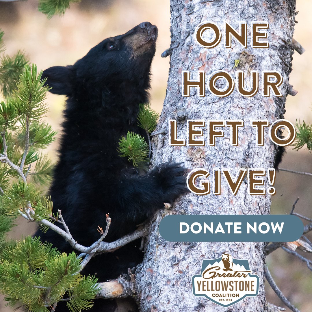 We only have one hour left to reach our $25K fundraising goal during #GiveBigGV… and we’re just under $2K short. Will you chip in and help secure funds to protect iconic species, preserve wildlife migration and movement, and more? Make a gift here: bit.ly/gycgivebigv