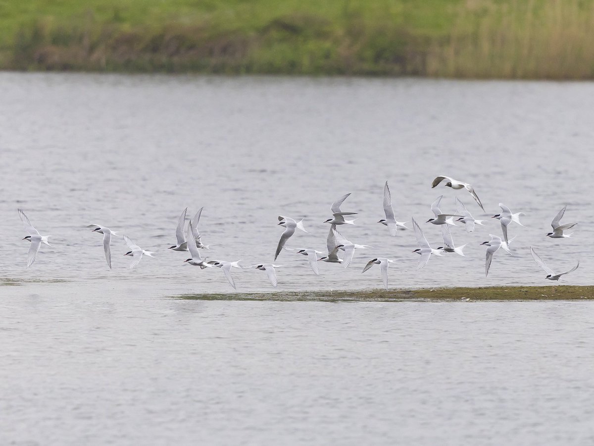 @LWTWildNews Just some of the DL Arctic Terns. Biggest flock I have seen here.