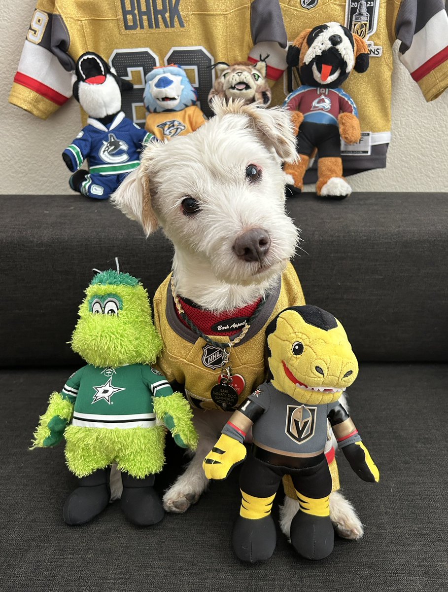 I’m ready for the hockey!
~ Deke🐾
#GoKnightsGo
#VegasBorn                                        
#DALvsVGK                                    
#LetsDoThatHockey 
#GameFace
#StanleyCupPlayoffs