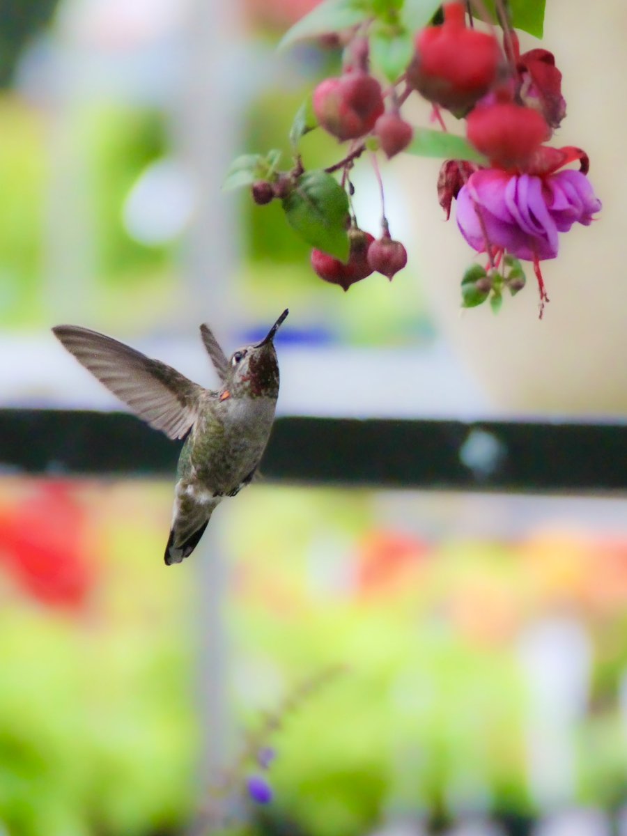 We’re thinking of naming our little friend Marty McFly. Clearly, they’re trying to get Back to the Fuchsia!

#hummingbird 
#gardening 
#gardener 
#gardens