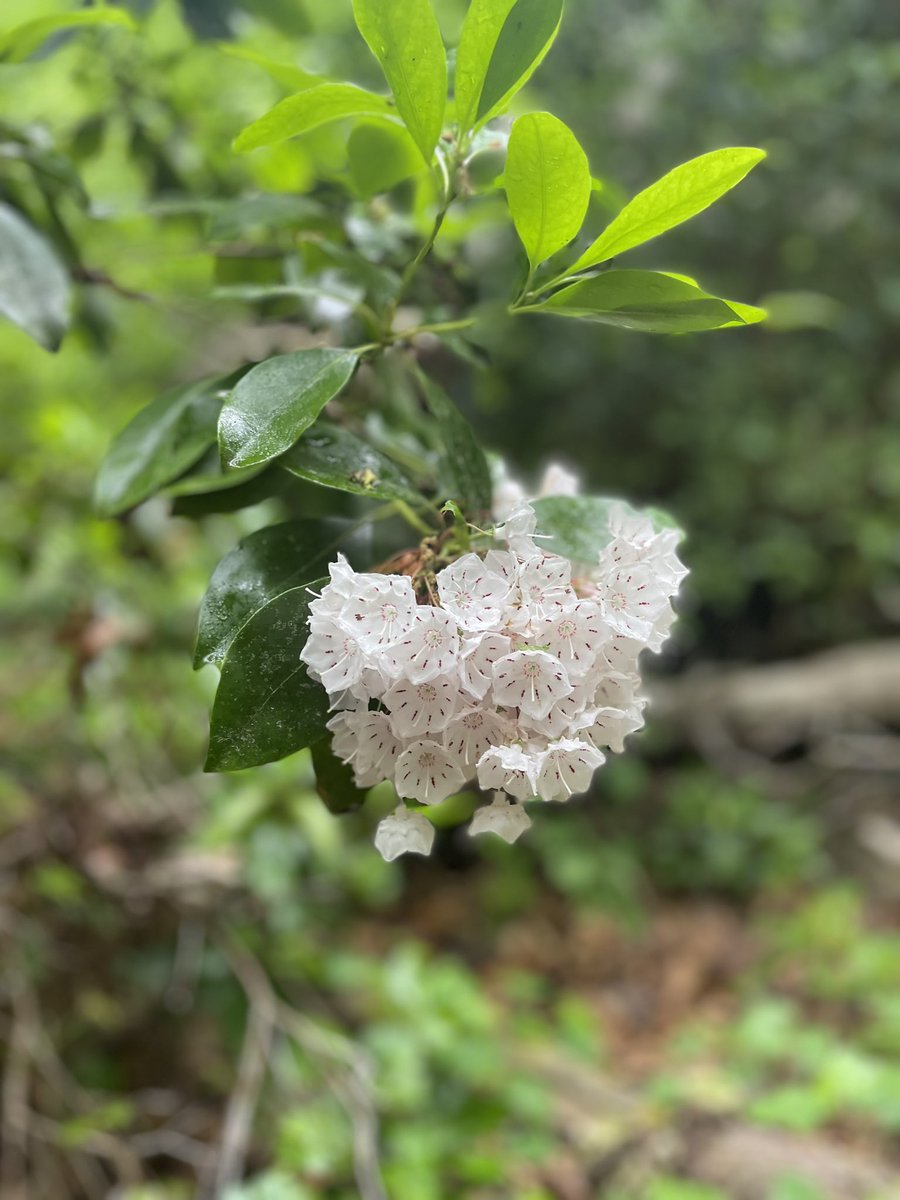 Ms. York tweet media