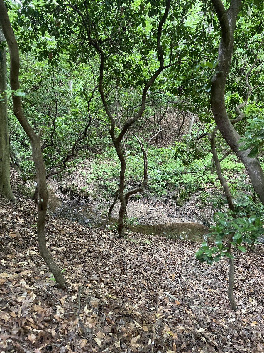 Ms. York tweet media