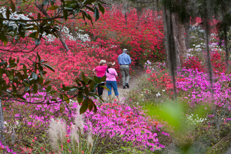 Every summer, South Carolina breaks out in blooms as gardens across the state show off their botanical wonders. 🌺 

Discover the best way to visit them with this itinerary! brnw.ch/21wJsbu #DiscoverSC