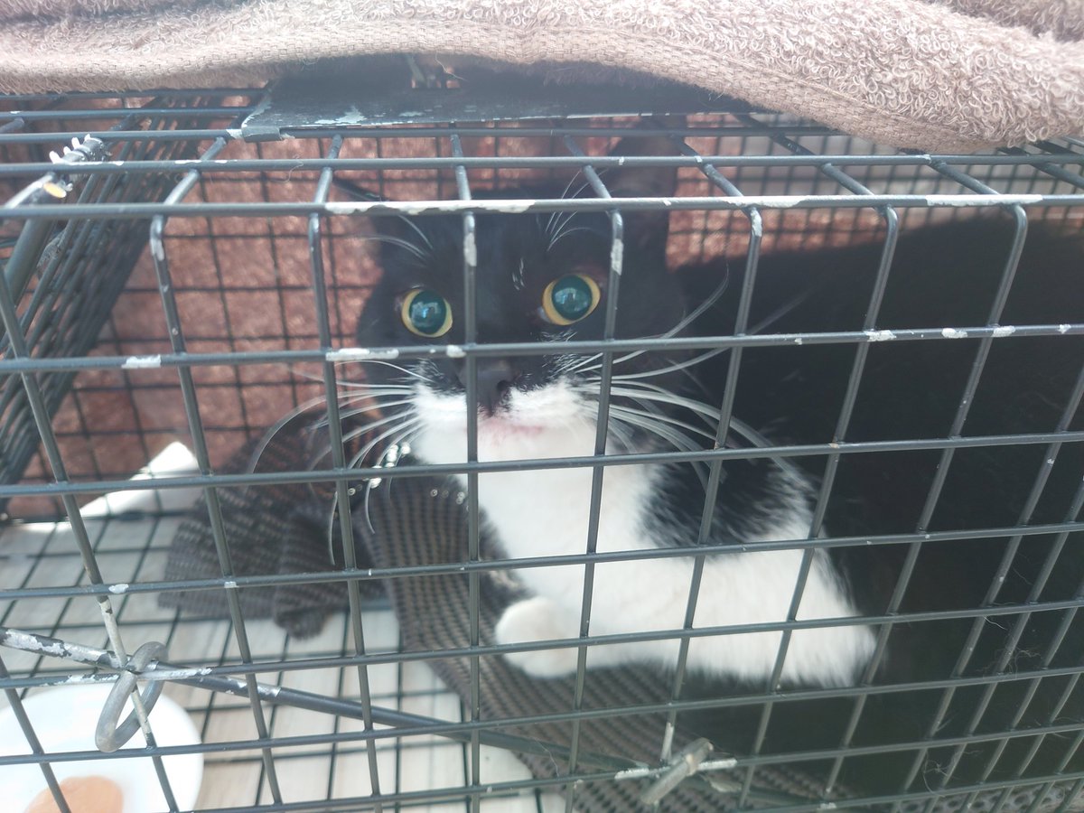 metmaigo's tweet photo. めったん、捕獲成功しました！！！！
ご協力いただいた皆様、本当にありがとうございます！ https://t.co/BGdG5E2Cqt